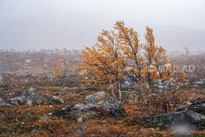 挪威，Hemsedal Buskerud，在暴风雪的秋天，山上的景观与毛茸茸的桦树